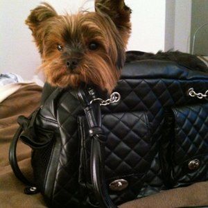 SMALL DOG PURSE, NEW! Alex Cambon Quilted Dog Carrier by Kwigy Bo - Black